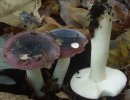 Russula fragilis (gołąbek kruchy)