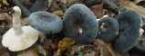 Russula parazurea (goÅ‚Ä…bek chmurny)