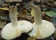 Russula xerampelina (gołąbek śledziowy)