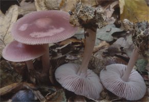 Unidentified-Mycena