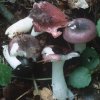 Russula fragilis (gołąbek kruchy)