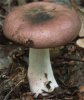 Unidentified-Russula