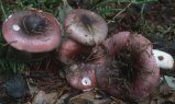 Russula fragilis (gołąbek kruchy)