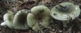 Russula aeruginea (gołąbek białozielonawy)