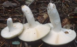 Russula aeruginea (gołąbek białozielonawy)