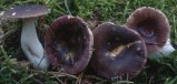 Russula turci (gołąbek turecki)