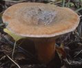 Lactarius deliciosus (mleczaj rydz)