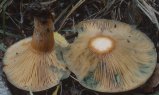 Lactarius deliciosus (mleczaj rydz)