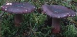 Russula sardonia (gołąbek czerwonofioletowy)