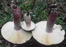 Russula sardonia (gołąbek czerwonofioletowy)