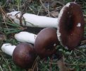 Russula cerulea