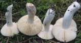 Russula turci (gołąbek turecki)