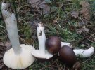 Russula cerulea