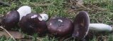 Russula cerulea