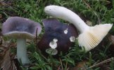 Russula turci (gołąbek turecki)