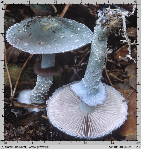 Stropharia aeruginosa (pierścieniak niebieskozielony)