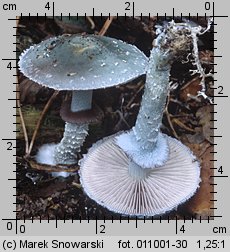 Stropharia aeruginosa (pierścieniak niebieskozielony)