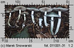 Stropharia aeruginosa (pierścieniak niebieskozielony)