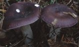 Russula caerulea (gołąbek błękitny)