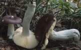 Russula caerulea (gołąbek błękitny)