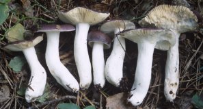 Russula caerulea (gołąbek błękitny)