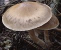 Unidentified-Cortinarius