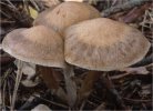 Unidentified-Cortinarius