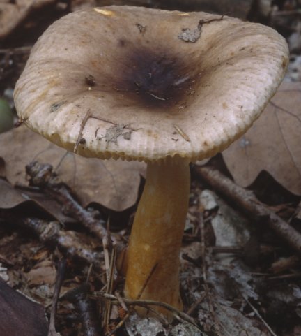 Russula puellaris (gołąbek skromny)