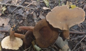 Unidentified-Lactarius