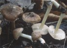 Unidentified-Inocybe