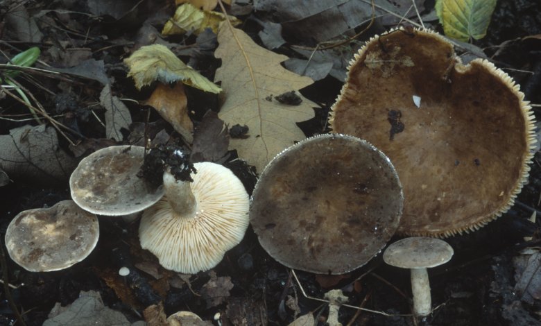 Lactarius azonites (mleczaj bezstrefowy)