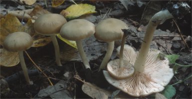 Unidentified-Entoloma