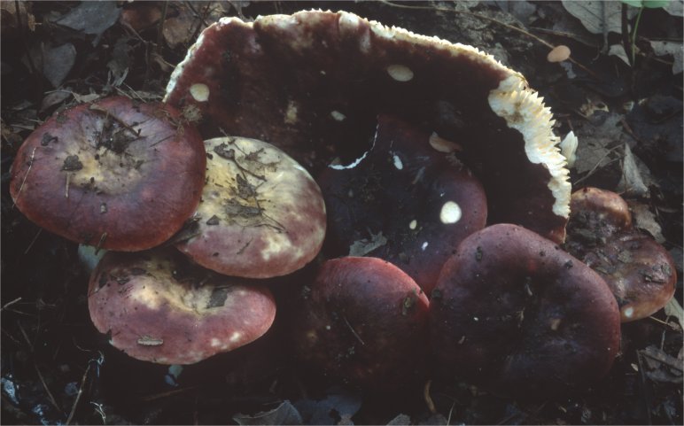 Russula atropurpurea (gołąbek ciemnopurpurowy)