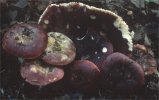 Russula atropurpurea (gołąbek ciemnopurpurowy)