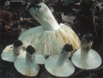 Russula atropurpurea (gołąbek ciemnopurpurowy)