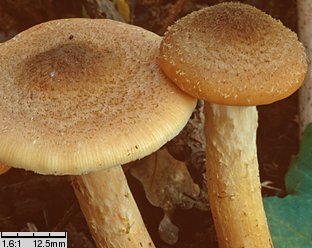 Armillaria lutea (opieńka żółtawa)