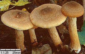 Armillaria lutea (opieńka żółtawa)