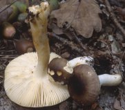 Russula puellaris (gołąbek skromny)