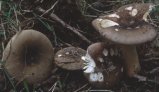 Russula cicatricata