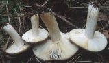 Russula cicatricata