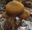 Unidentified-Cortinarius