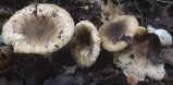 Russula amoenolens (gołąbek przyjemny)