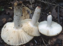 Russula amoenolens (gołąbek przyjemny)