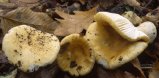 Russula ochroleuca (gołąbek brudnożółty)