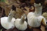 Russula ochroleuca (gołąbek brudnożółty)