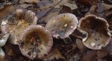 Russula atropurpurea (gołąbek ciemnopurpurowy)