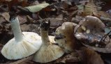 Russula atropurpurea (gołąbek ciemnopurpurowy)