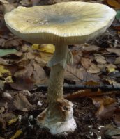 Amanita phalloides (muchomor zielonawy)