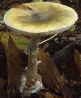 Amanita phalloides (muchomor zielonawy)