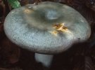 Unidentified-Russula